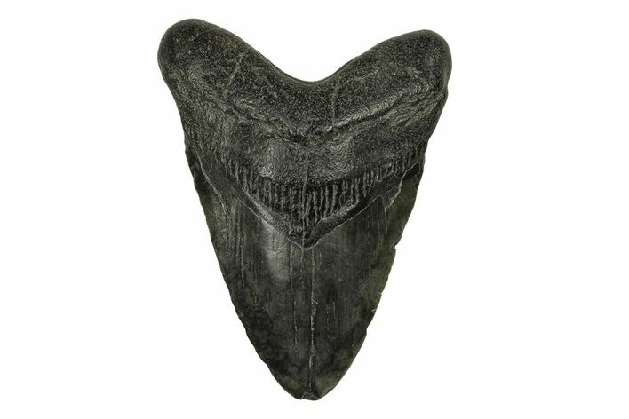 Fossil Megalodon Tooth - South Carolina #271018